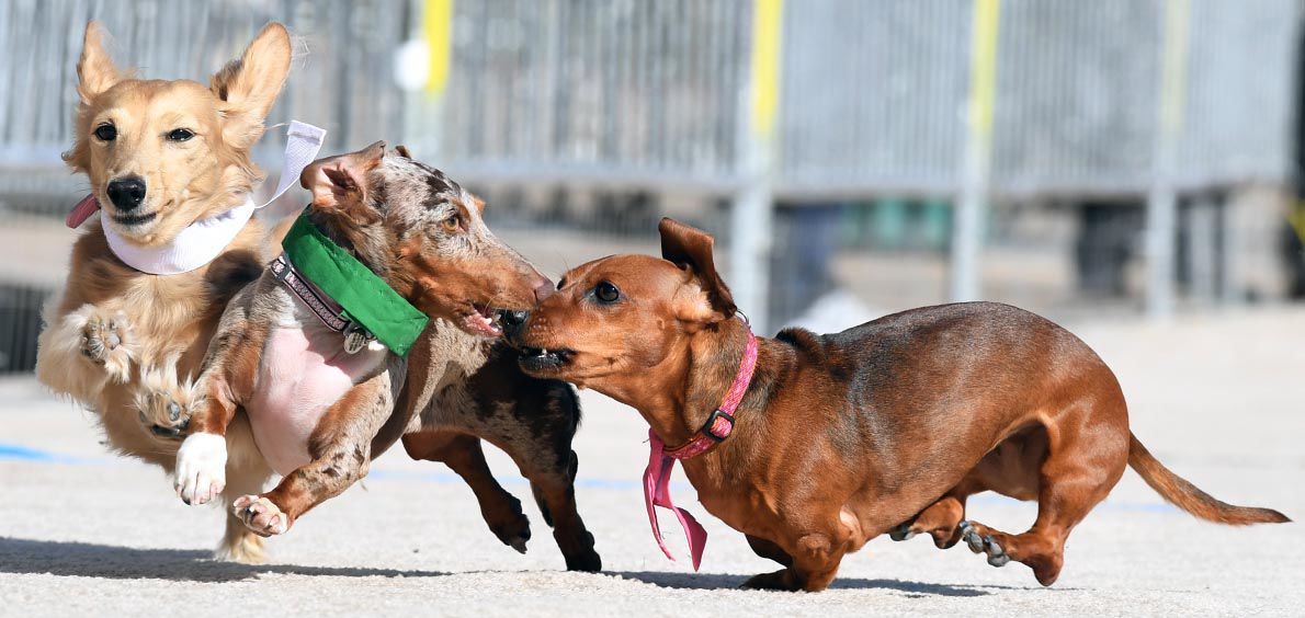 Weiner Fest 2017 34.jpg